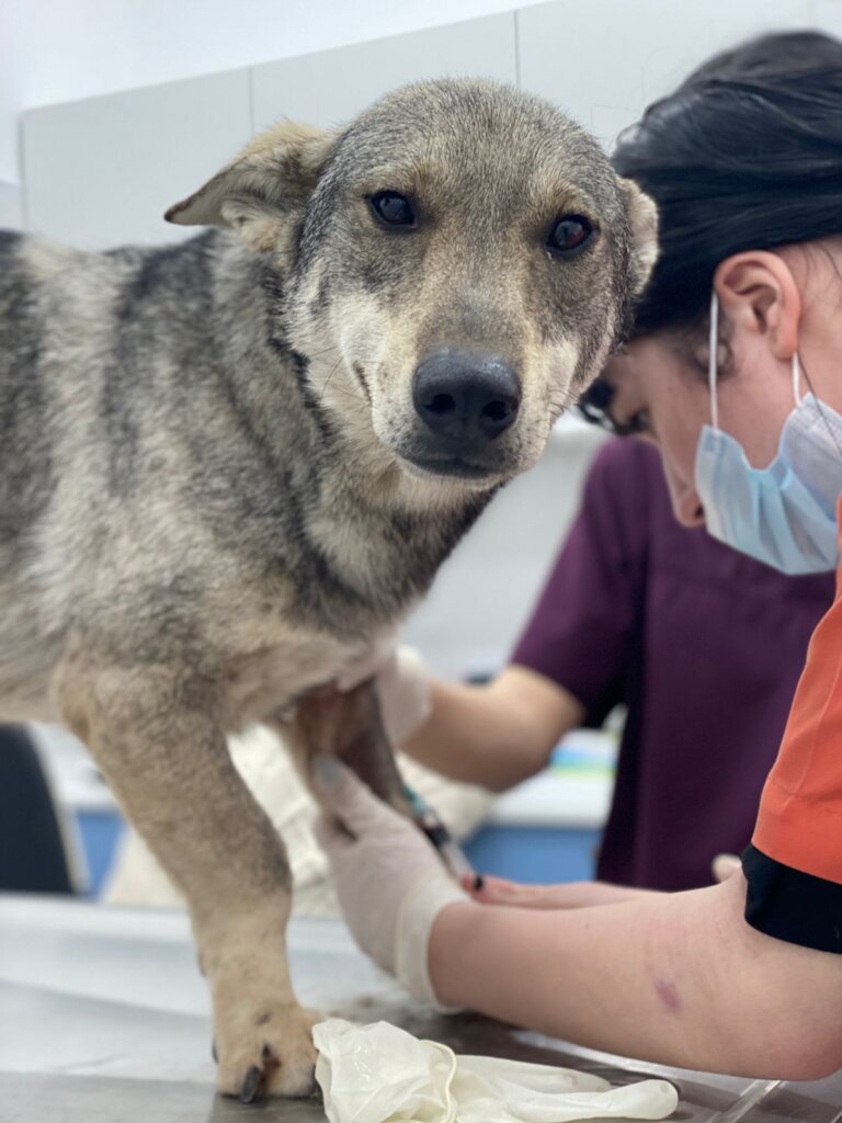 Please Help Moby & His Friends Fly to Canada