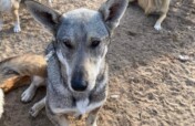 Please Help Moby & His Friends Fly to Canada