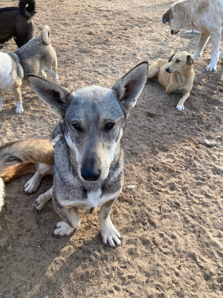 Please Help Moby & His Friends Fly to Canada