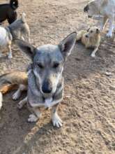 Please Help Moby & His Friends Fly to Canada