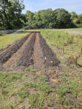 Permanent beds near Tomato Alley