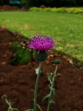 A thistle bloom!