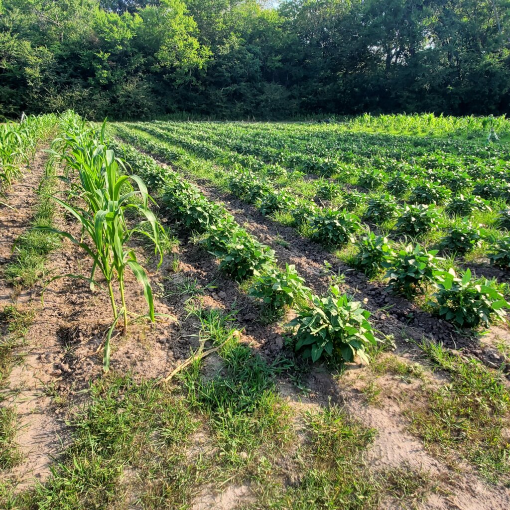 Assist 300 Families Access Local Homegrown Produce