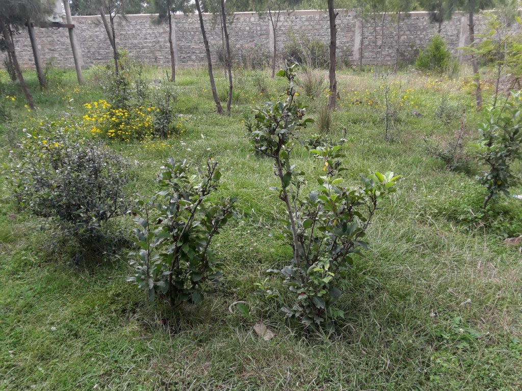 the dwarf apples at the pilot site are doing fine