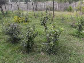the dwarf apples at the pilot site are doing fine
