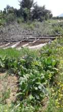 vegetabes are ebing grown