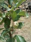 New Fruit_sign of the future
