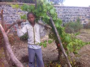 A grape vine we planted is flourishing