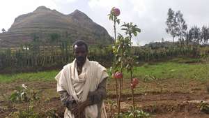 Ato Hailemariam around the houshold apple