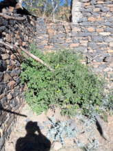 Hailus Tomatoe