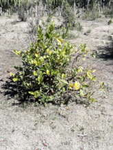 Lime tree