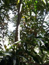 Guava - probably the first in the village