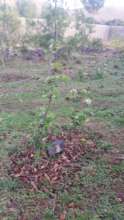 Apple flowering after the spring rains