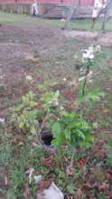 another apple flowering after the rains