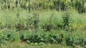 Project Garden - By Amanuel Gebru