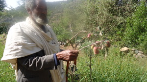 A farme prunining his apples planted in July 2010.