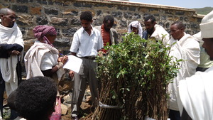 seedlings for distribution on August 20, 2012