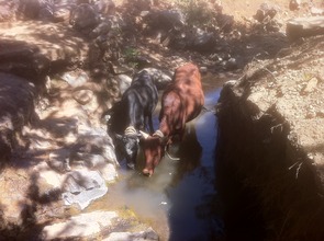 Oxen drinking from a revitalized stream