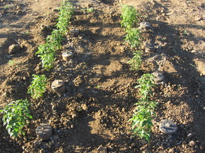 after plantation of the vegetables
