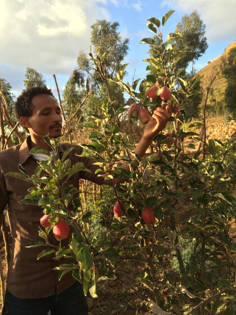The apple have given fruit