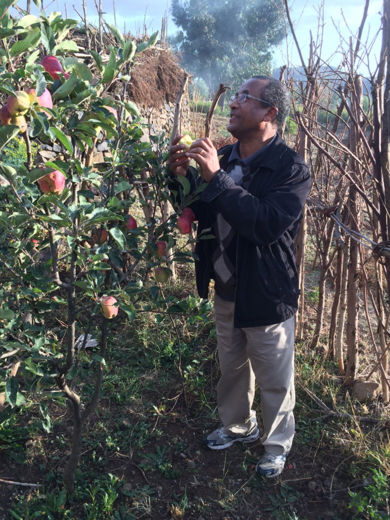 I tasted the apple and it was delicous