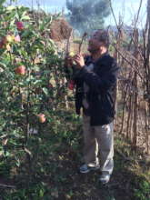 I tasted the apple and it was delicous