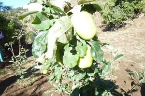 Nice granny apples -:)