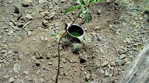 an apple being water by water filled clay pot