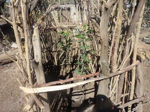 seedling after 7 months