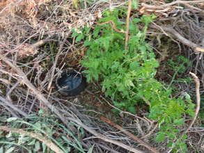 Using sub-surface irrigation to grow tomatoes