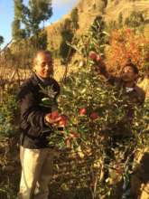 An example of an apple fruit in Atebes