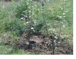 Young apple trees are doing very well