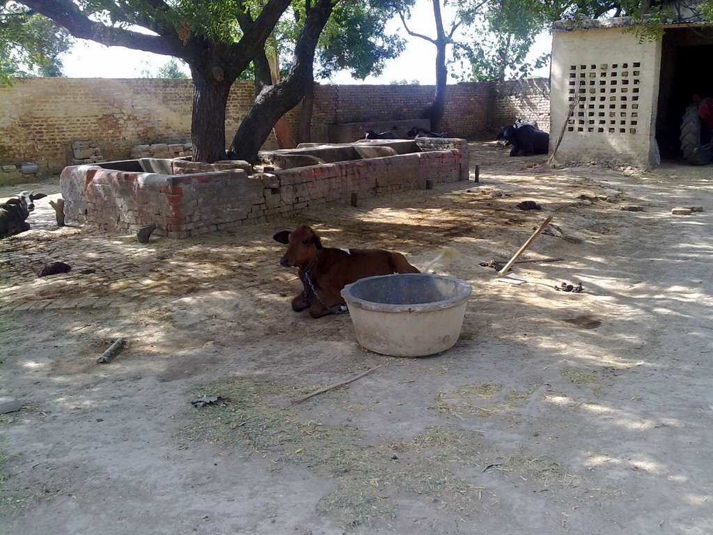 Provide solar power for 250 poor Indian families