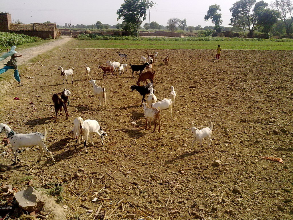Provide solar power for 250 poor Indian families