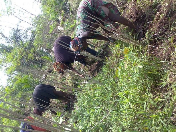 Moringa Cultivation for Sustainable Development