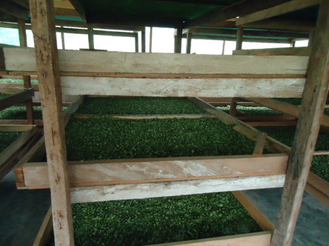 Moringa Cultivation for Sustainable Development