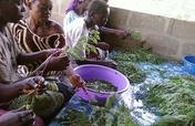 Moringa Cultivation for Sustainable Development 