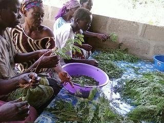 Moringa Cultivation for Sustainable Development