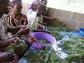 Moringa Cultivation for Sustainable Development