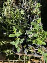 medicinal plants in our nursery
