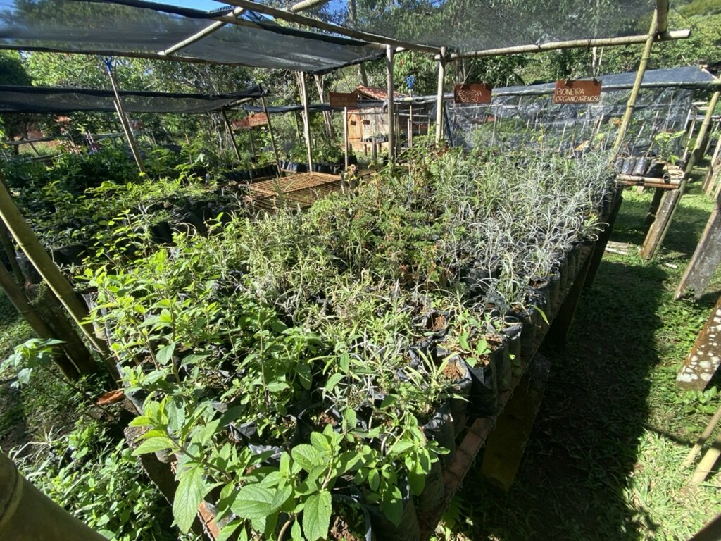 Rainforest Therapies for Healthy Communities