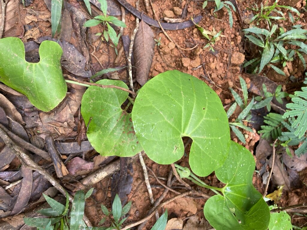 Rainforest Therapies for Healthy Communities