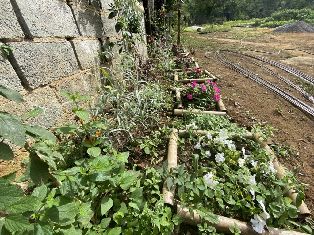 Rainforest Therapies for Healthy Communities