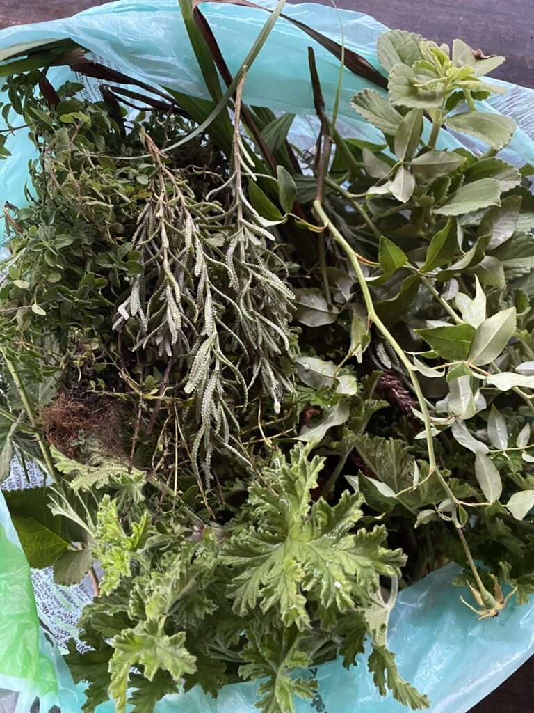 Rainforest Therapies for Healthy Communities