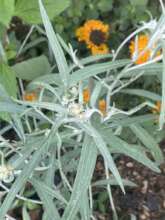 Achyrocline satureioides