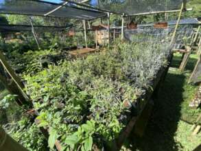 Medicinal plants in our forest nursery