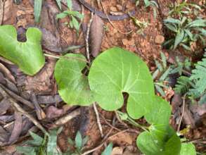 Pothomorphe umbellata - Capeba