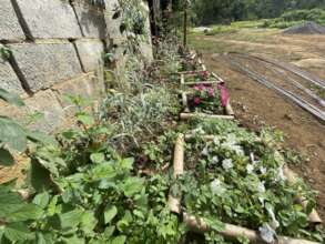 More medicinal plants in the nursery