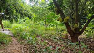 Jackfruit intercropped with veggies - fruits hang
