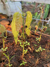 Seeds, Germination, Growth, Harvest - full cycle